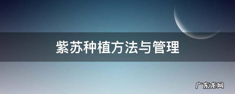 紫苏种植方法与管理 紫苏种植时间和方法