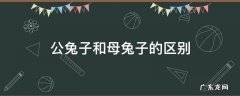 公兔子和母兔子的区别 公兔子和母兔子的区别是什么