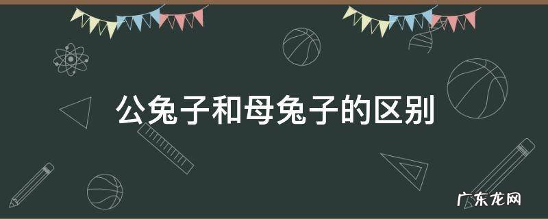 公兔子和母兔子的区别 公兔子和母兔子的区别是什么