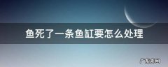 鱼死了一条鱼缸要怎么处理 鱼缸里鱼死了一条