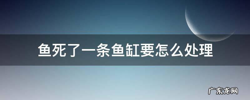 鱼死了一条鱼缸要怎么处理 鱼缸里鱼死了一条