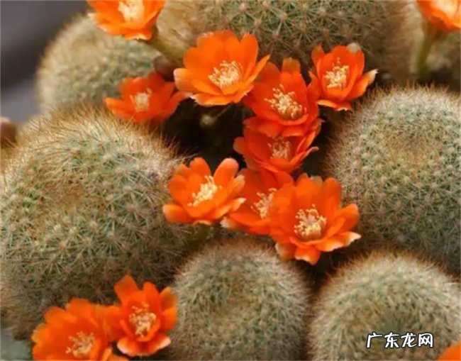 仙人球怎么嫁接蟹爪兰 嫁接后如何养护管理