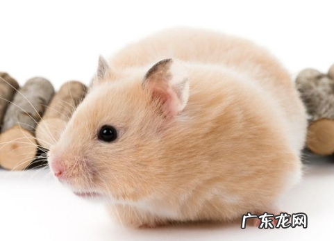 仓鼠什么时候睡觉正常 如何改变仓鼠作息时间