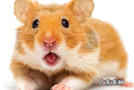 仓鼠一天吃多少瓜子 仓鼠不能吃的食物：