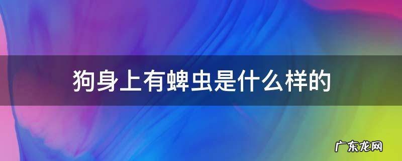 狗身上有蜱虫是什么样的 狗身上有蜱虫是怎么回事