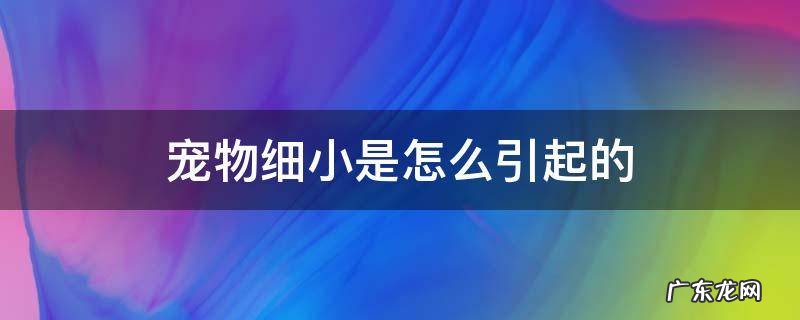 宠物狗细小怎么引起的 宠物细小是怎么引起的