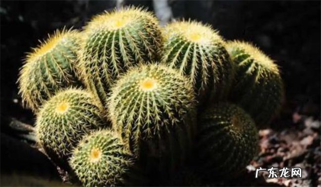 为何家中千万不能摆仙人球 仙人球的花语和寓意