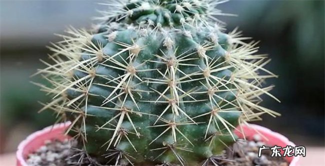 为何家中千万不能摆仙人球 仙人球的花语和寓意