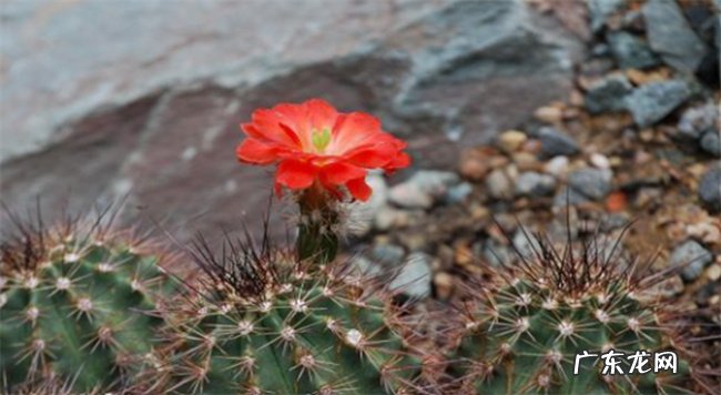 为何家中千万不能摆仙人球 仙人球的花语和寓意