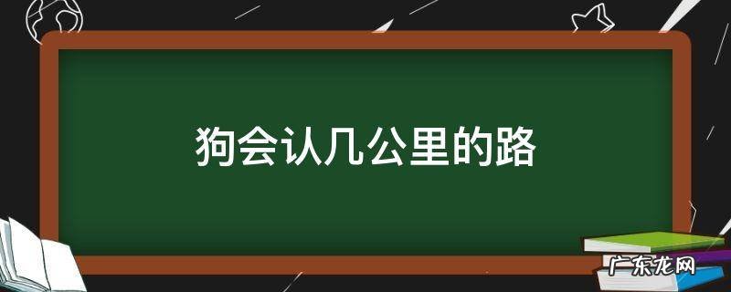狗会认几公里的路 狗狗识路要多久