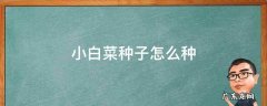 小白菜种子怎么种几天一浇水 小白菜种子怎么种
