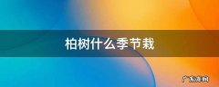 柏树什么季节栽最好 柏树什么季节栽