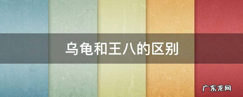 乌龟和王八的区别 乌龟和王八的区别是什么