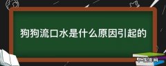 狗狗流口水是什么原因引起的 狗狗为什么会流口水是什么原因引起的