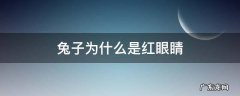 兔子为什么是红眼睛? 兔子为什么是红眼睛
