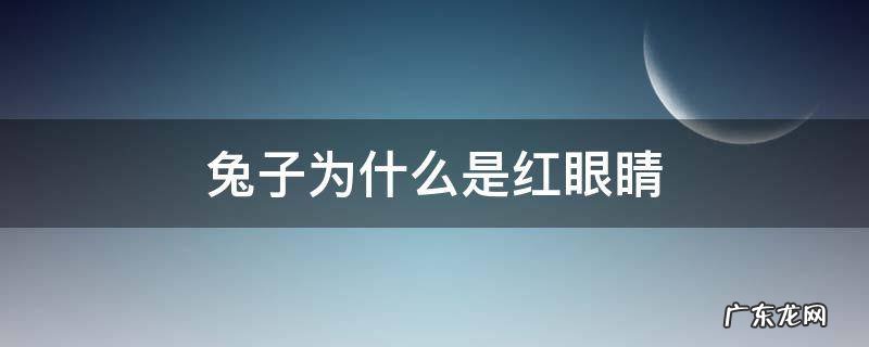 兔子为什么是红眼睛? 兔子为什么是红眼睛