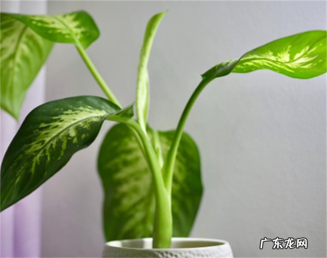 家里种万年青是不吉利吗
