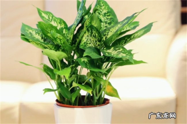 多年生草本植物万年青开花预兆什么 万年青的结果寓意是什么