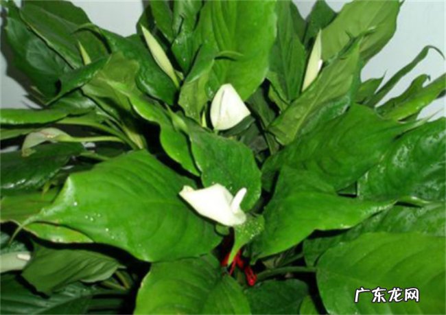 多年生草本植物万年青开花预兆什么 万年青的结果寓意是什么