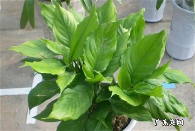 多年生草本植物万年青开花预兆什么 万年青的结果寓意是什么