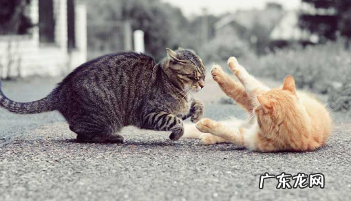 大猫打小猫要制止吗 大猫打小猫的解方法