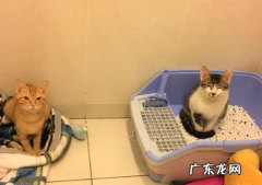 大学宿舍养猫会处分吗 养猫的注意事项