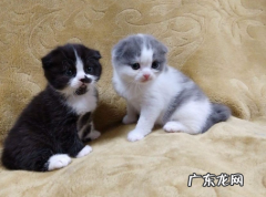 土霉素猫咪一次吃多少 给猫咪喂药注意事项