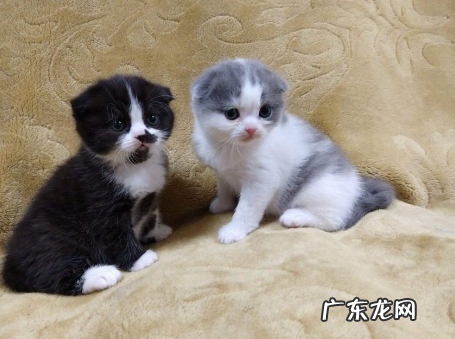 土霉素猫咪一次吃多少 给猫咪喂药注意事项
