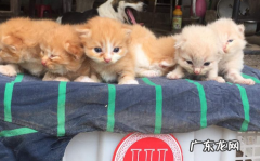 刚满月的小猫一天喂几次 喂食刚满月的小猫注意事项