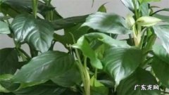 阳台种万年青好吗 万年青养护注意事项