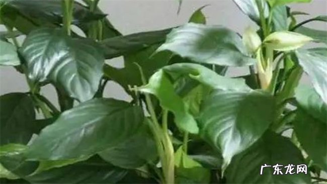 阳台种万年青好吗 万年青养护注意事项