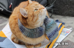 同窝的猫可以繁殖吗 猫猫繁殖的前后的特征