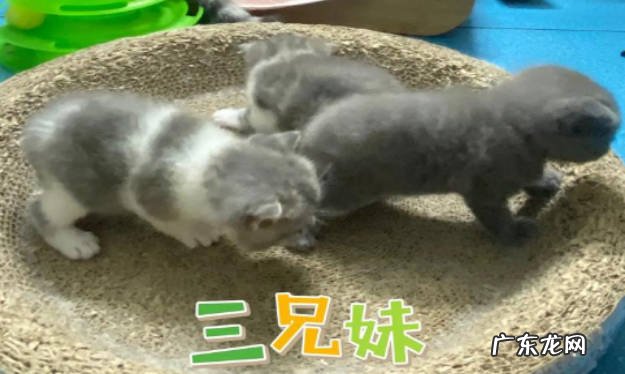 银渐层和蓝白的后代 有什么特征