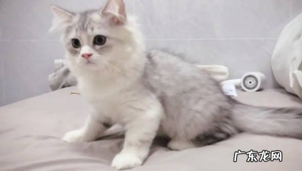 银白高地是什么品种 有什么特点