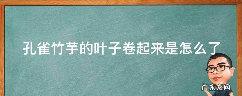 孔雀竹芋叶子卷起来是因为什么 孔雀竹芋的叶子卷起来是怎么了