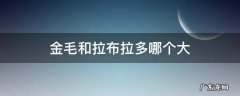 金毛和拉布拉多哪个大 成年金毛和拉布拉多哪个大