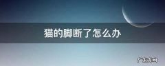猫脚断了会自己痊愈吗 猫的脚断了怎么办