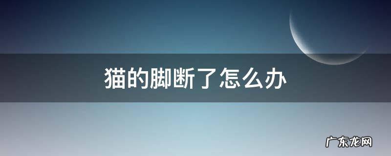 猫脚断了会自己痊愈吗 猫的脚断了怎么办