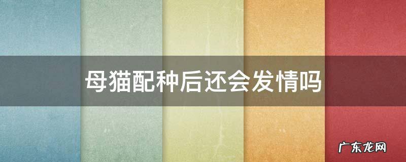 母猫配种后还会发情吗