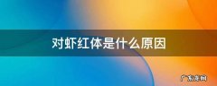 白对虾红体病 对虾红体是什么原因