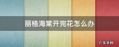 丽格海棠开完花怎么办 丽格海棠花谢了后还能开吗