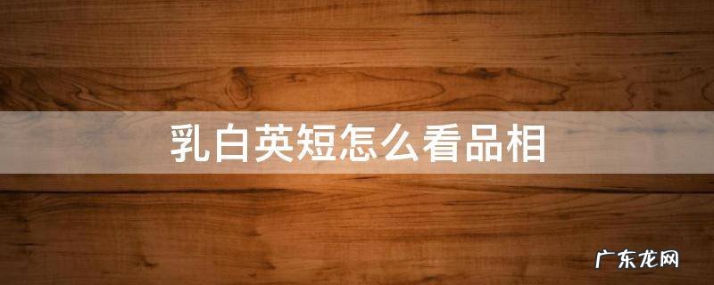 纯白英短品相如何鉴定 乳白英短怎么看品相