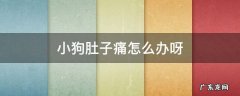 狗狗肚子疼该怎么办 小狗肚子痛怎么办呀