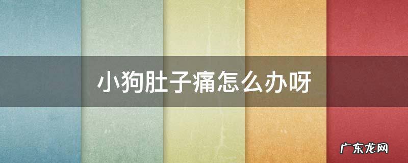 狗狗肚子疼该怎么办 小狗肚子痛怎么办呀