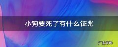 小狗如果要死了会有什么症状 小狗要死了有什么征兆