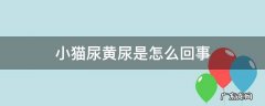 猫咪尿黄是什么病 小猫尿黄尿是怎么回事