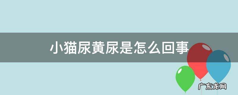 猫咪尿黄是什么病 小猫尿黄尿是怎么回事