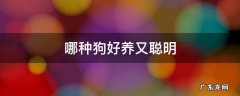 哪种狗好养又聪明 哪种狗好养又聪明不掉毛