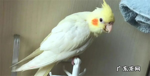 玄凤鹦鹉猝死的原因怎么样