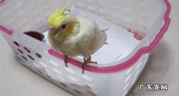 玄凤鹦鹉猝死的原因怎么样